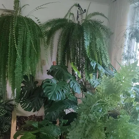 Апартаменты оазис